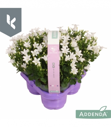 Campanula