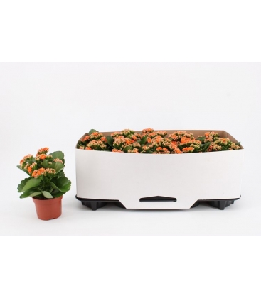 Kalanchoe