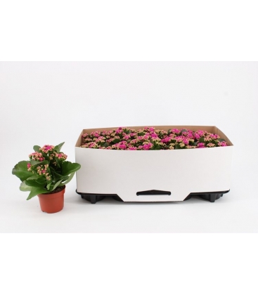 Kalanchoe