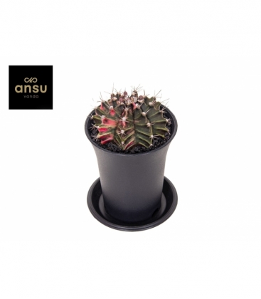 Gymnocalycium