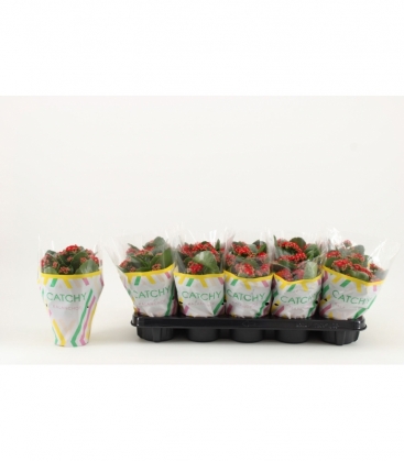 Kalanchoe