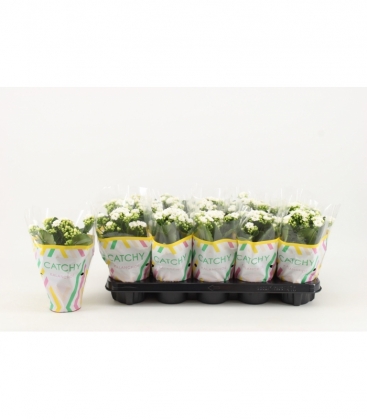Kalanchoe