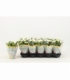 Kalanchoe
