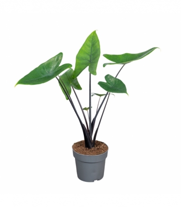 Alocasia