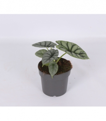 Alocasia