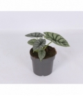 Alocasia