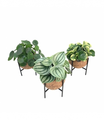 Indoor