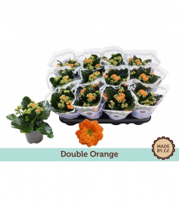 Kalanchoe