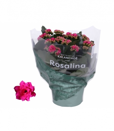 Kalanchoe