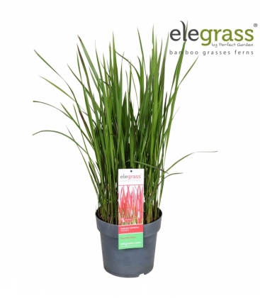 Imperata