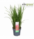 Imperata