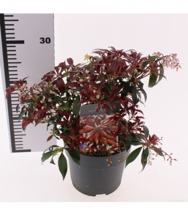 Pieris