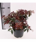 Pieris