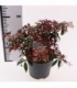 Pieris