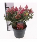 Pieris