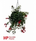 Aeschynanthus