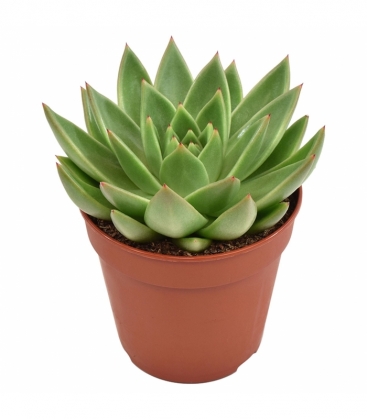 Echeveria