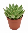Echeveria