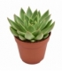 Echeveria