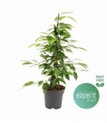 Ficus