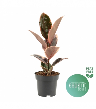 Ficus