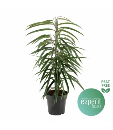 Ficus