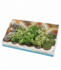 succulents