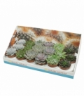 Echeveria