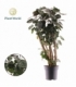 Polyscias