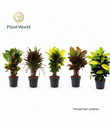 Croton