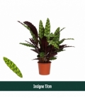 Calathea