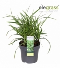 Carex