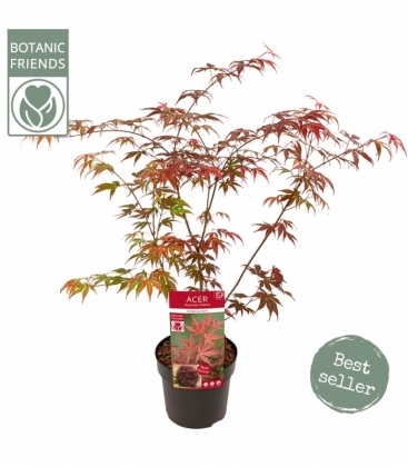 Acer