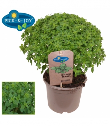 Ocimum