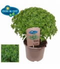 Ocimum