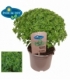 Ocimum