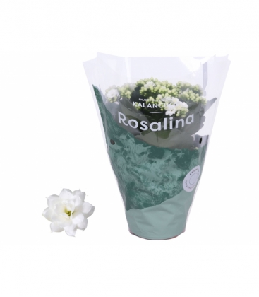 Kalanchoe