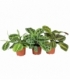 Maranta