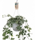 Hedera