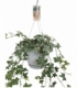 Hedera