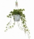 Hedera