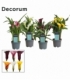 Zantedeschia