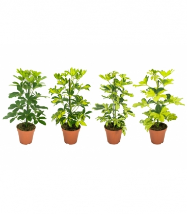 Schefflera