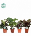 Calathea