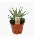 Haworthia