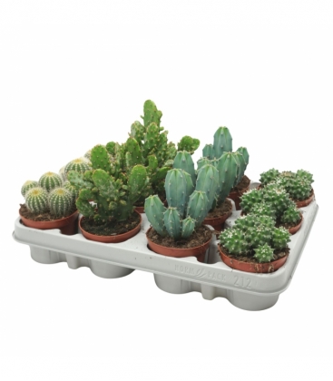 Cactus
