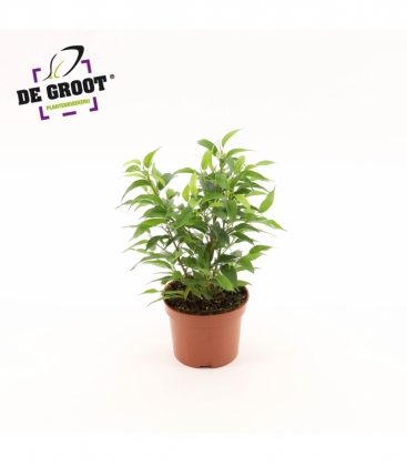 Ficus