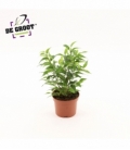 Ficus