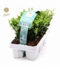 Ilex
