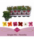 Kalanchoe